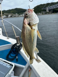 ニベの釣果