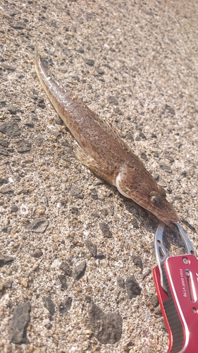 コチの釣果