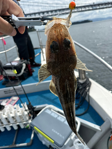 ワニゴチの釣果