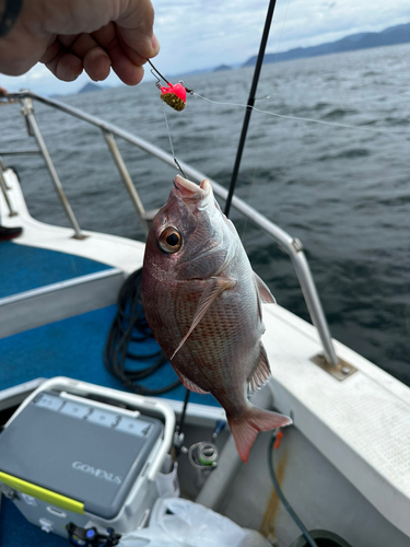 マダイの釣果