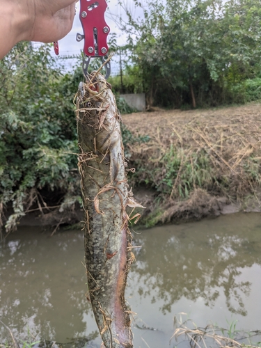 マナマズの釣果