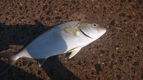 ネリゴの釣果