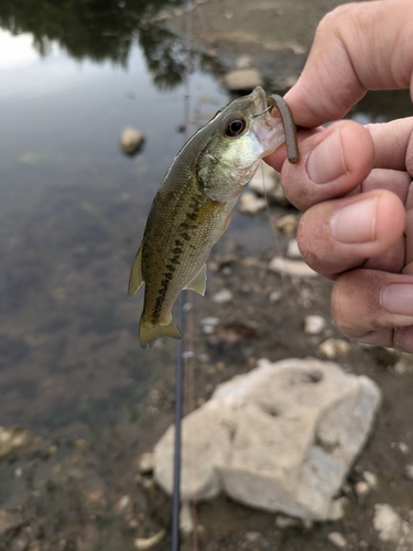 ラージマウスバスの釣果