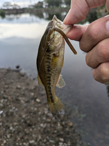 ラージマウスバスの釣果