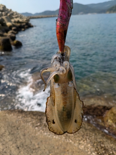 アオリイカの釣果