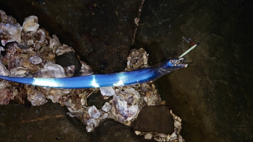 タチウオの釣果