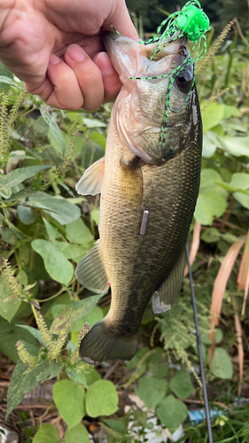 ラージマウスバスの釣果