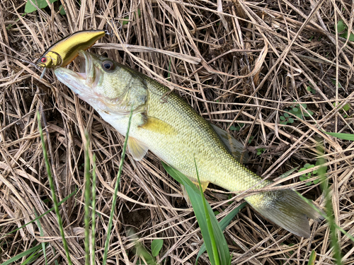 ラージマウスバスの釣果