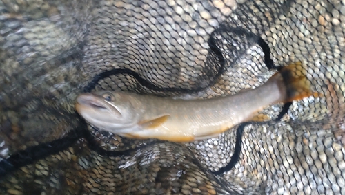 ニッコウイワナの釣果