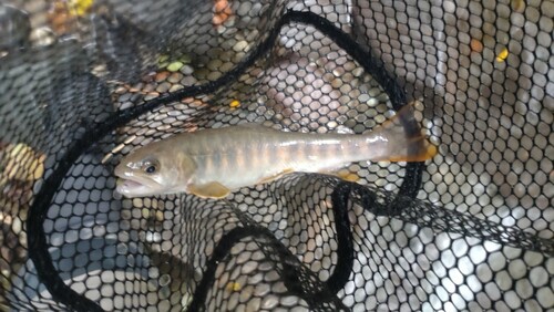 ニッコウイワナの釣果