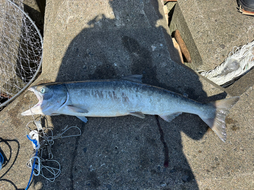 サケの釣果