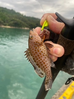 オオモンハタの釣果