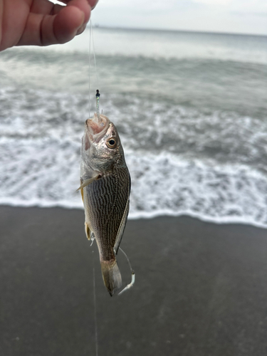 イシモチの釣果