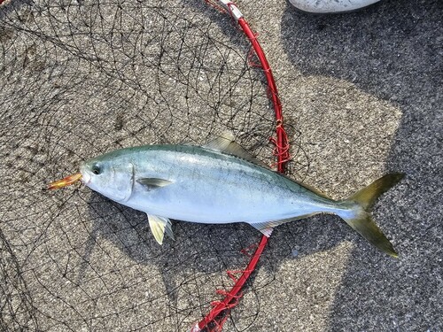 イナダの釣果