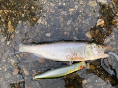 ハスの釣果