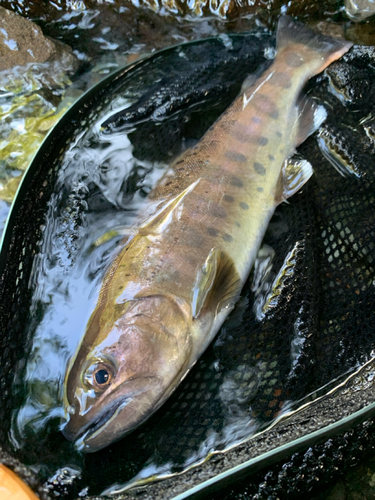 桂川（山中湖〜相模湖）上流