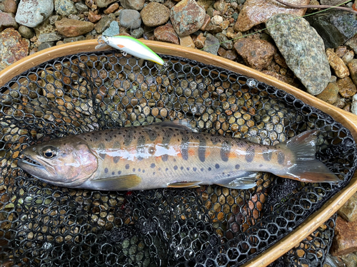 ヤマメの釣果