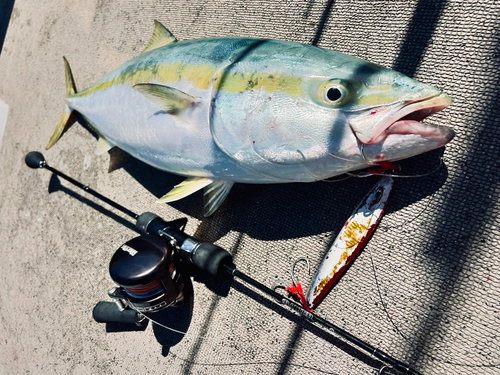 ブリの釣果