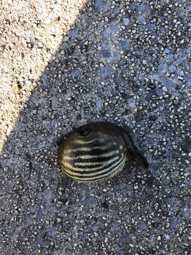 サザナミフグの釣果