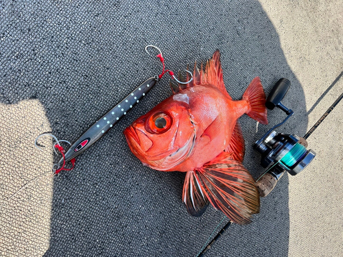 チカメキントキの釣果