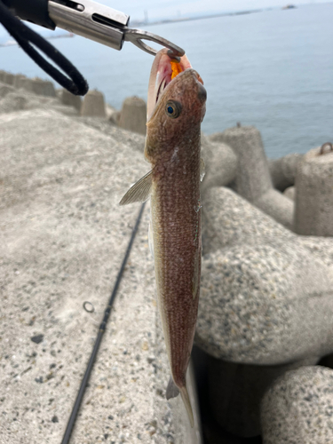 ヨコワの釣果