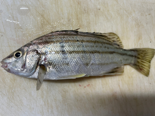 コトヒキの釣果