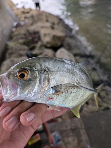 ギンガメアジの釣果