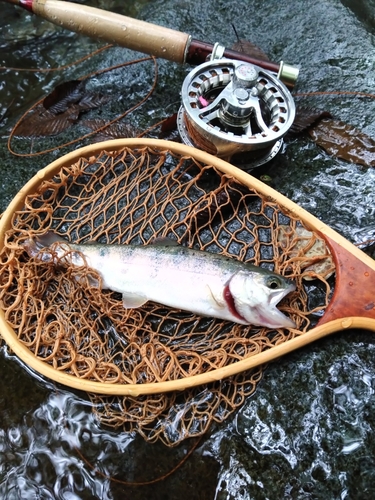 ヤマメの釣果