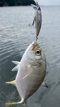 メッキの釣果