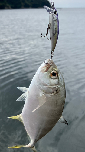 メッキの釣果