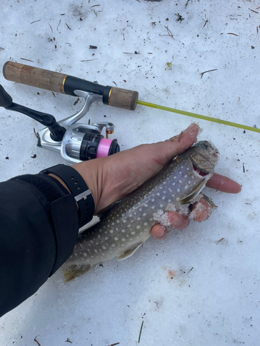 エゾイワナの釣果