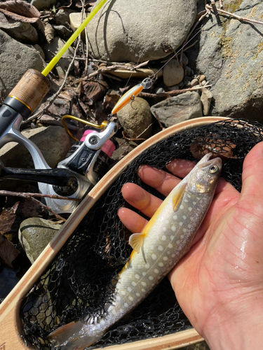 エゾイワナの釣果