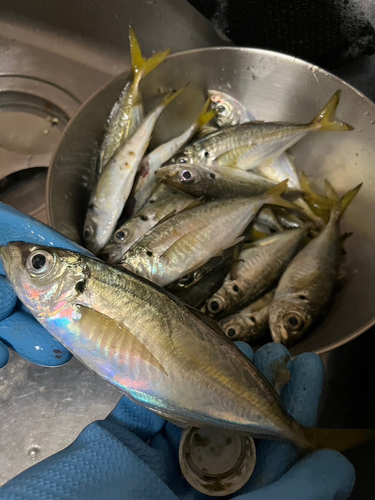 アジの釣果