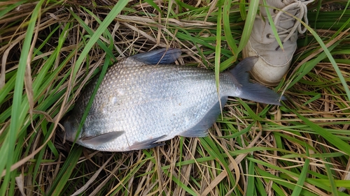 ダントウボウの釣果