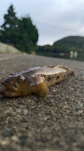 ハゼの釣果