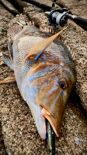 タマンの釣果