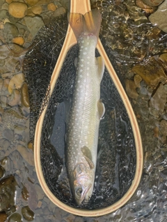 エゾイワナの釣果