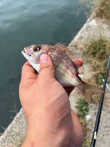 タイの釣果