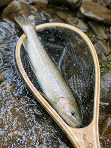 エゾイワナの釣果