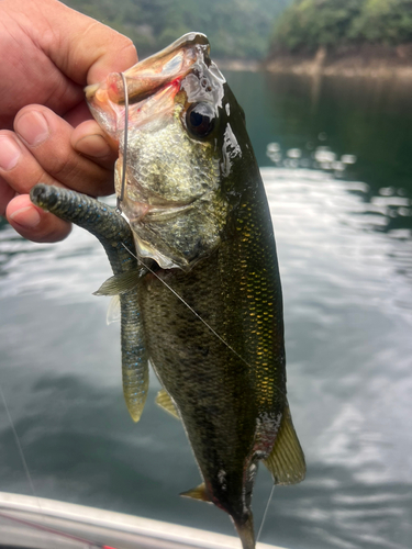 ラージマウスバスの釣果