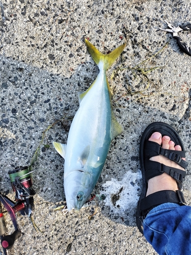 ヤズの釣果