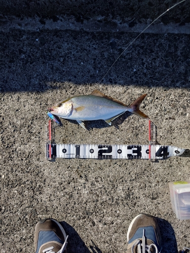 カンパチの釣果