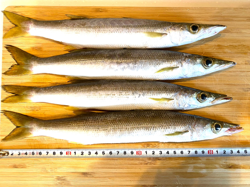 カマスの釣果