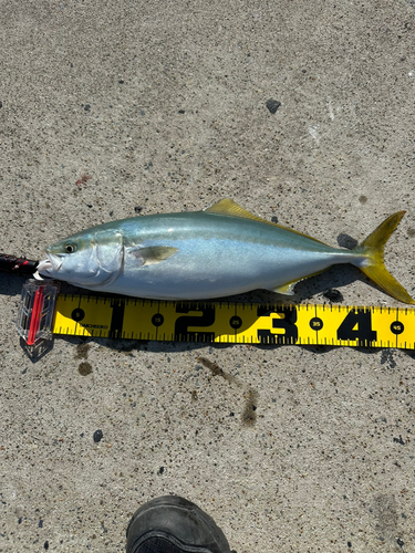 イナダの釣果