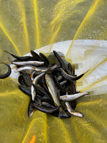 アユの釣果