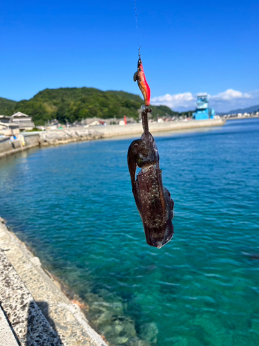 イカの釣果