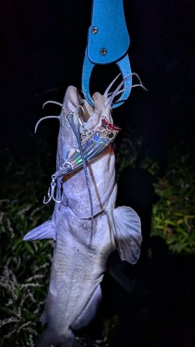 アメリカナマズの釣果