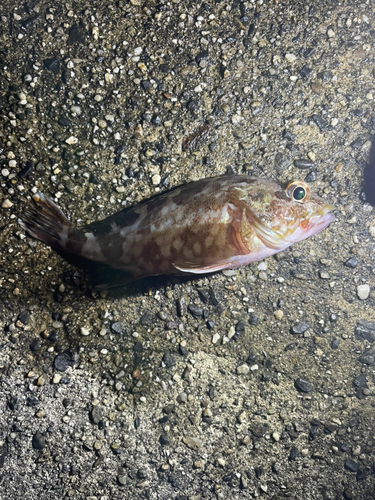 カサゴの釣果