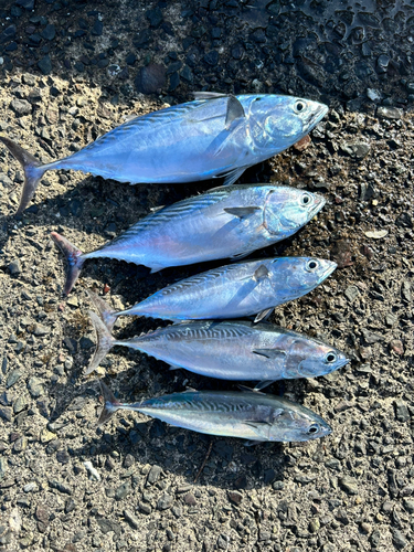 ソウダガツオの釣果