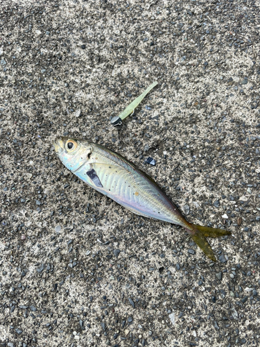 三陸海岸（岩手）